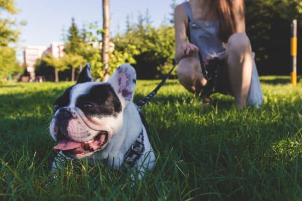 Renting out your yard for dogs is a side hustle perfect for pet lovers with extra space.