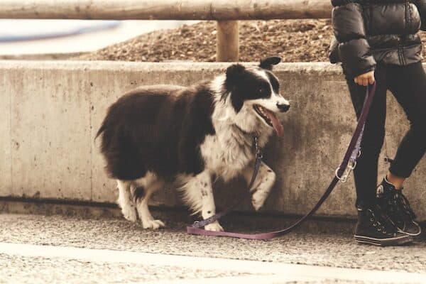 Dog walking is a great side hustle for dog parents or anyone who loves spending time with dogs.